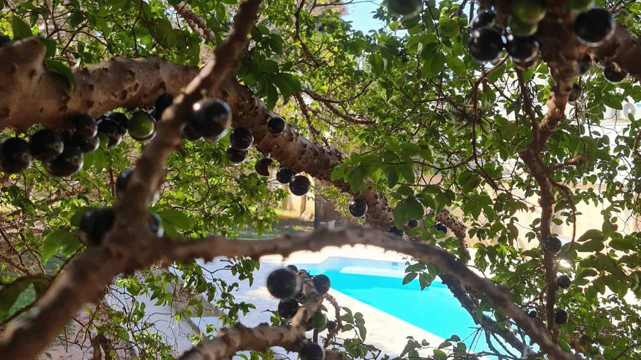 Quintal do Didi — foto 3