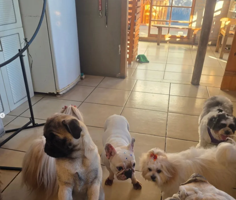 Cantinho Pet — foto 8