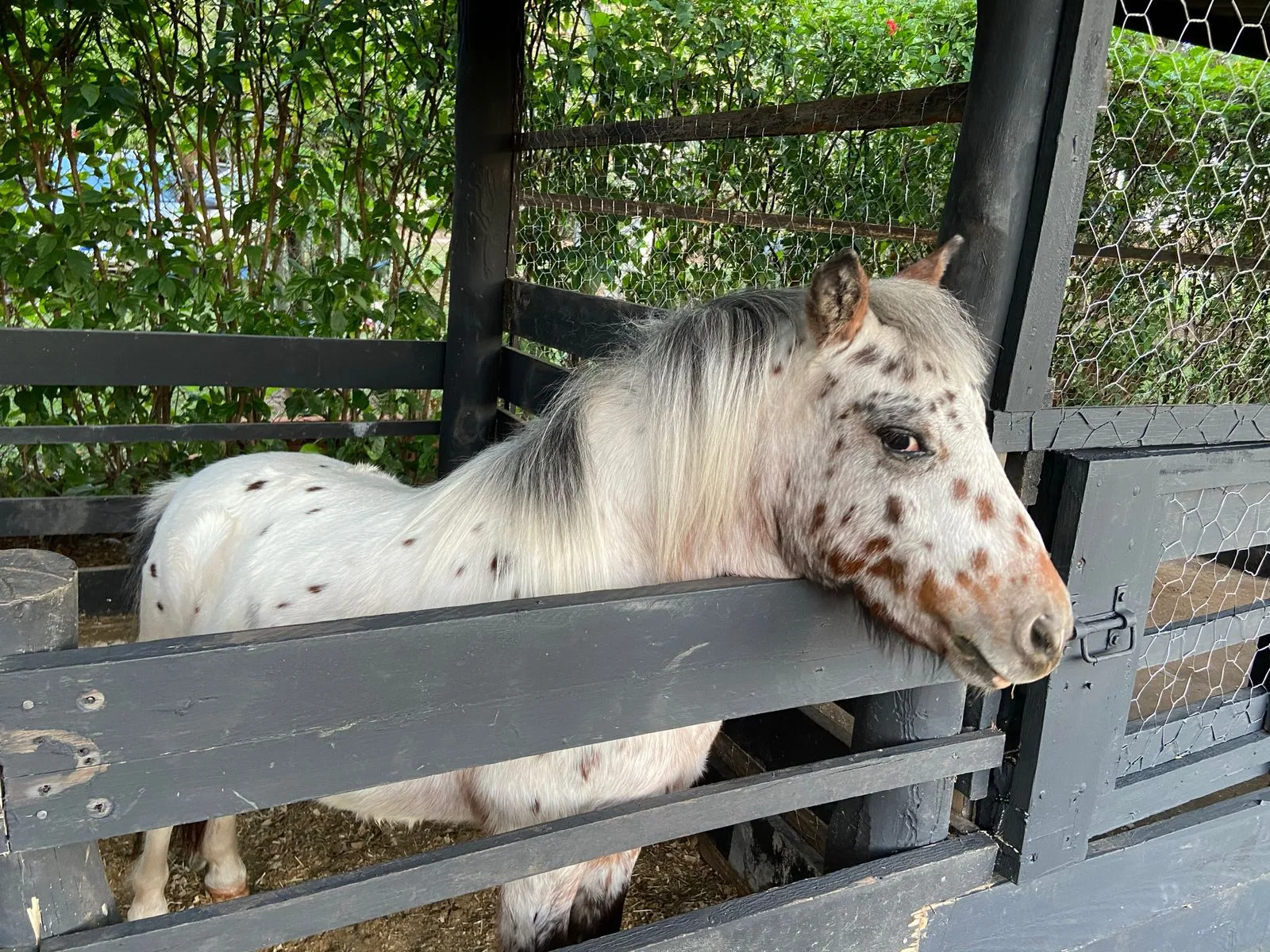 Haras São Francisco I — foto 15