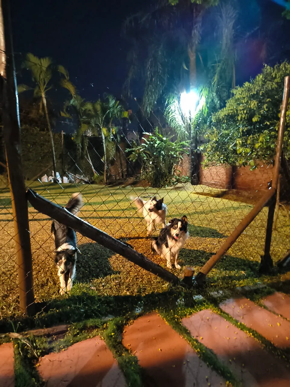Villa Domitilla Gastrobar & Pet Place — foto 14
